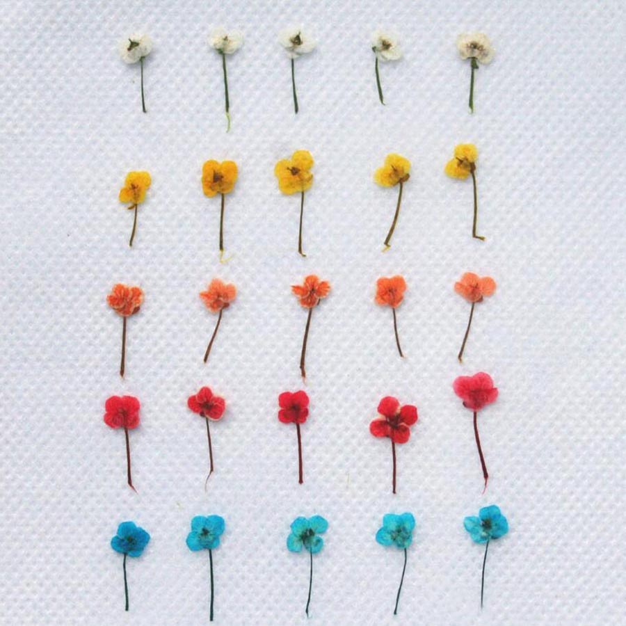 60pcs Mini Pressed Dried Flowe - Resin Art Case review and price