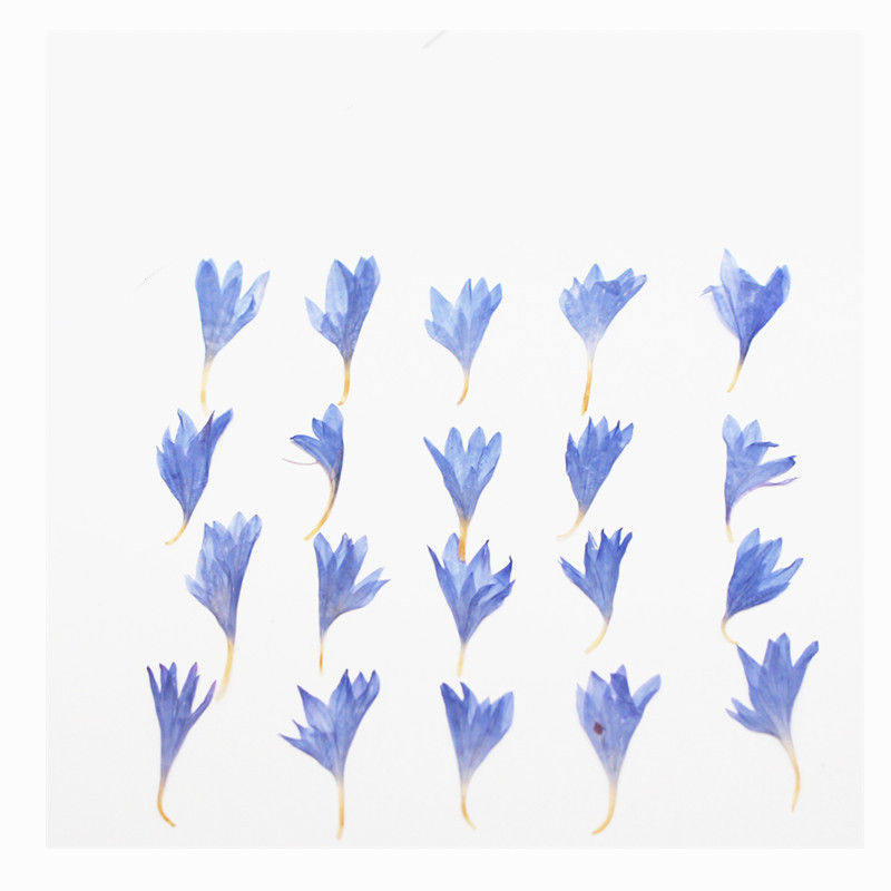 60pcs Mini Pressed Dried Flowe - Resin Art Case review and price