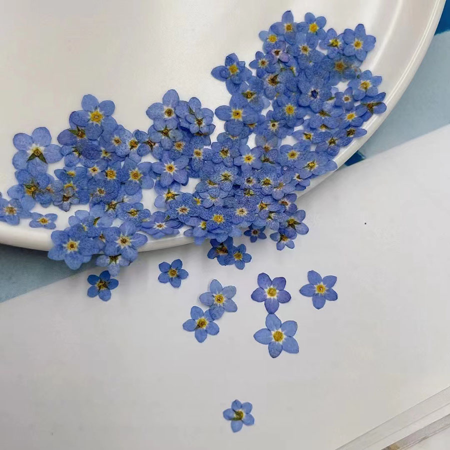 60pcs Mini Pressed Dried Flowe - Resin Art Case review and price