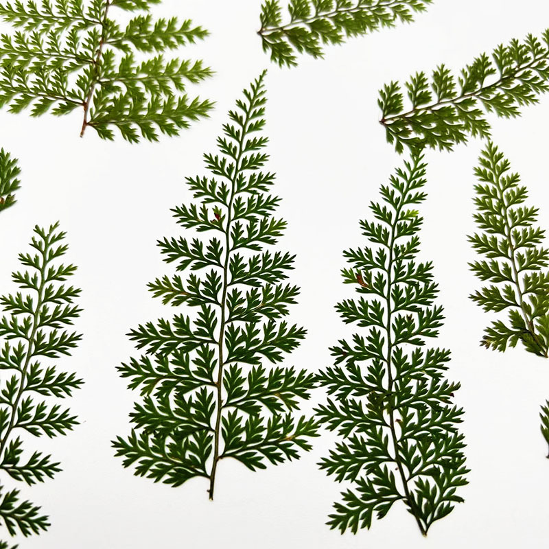 100Pcs Natural Rain Fern Leaf  - Resin Art Baby review and price
