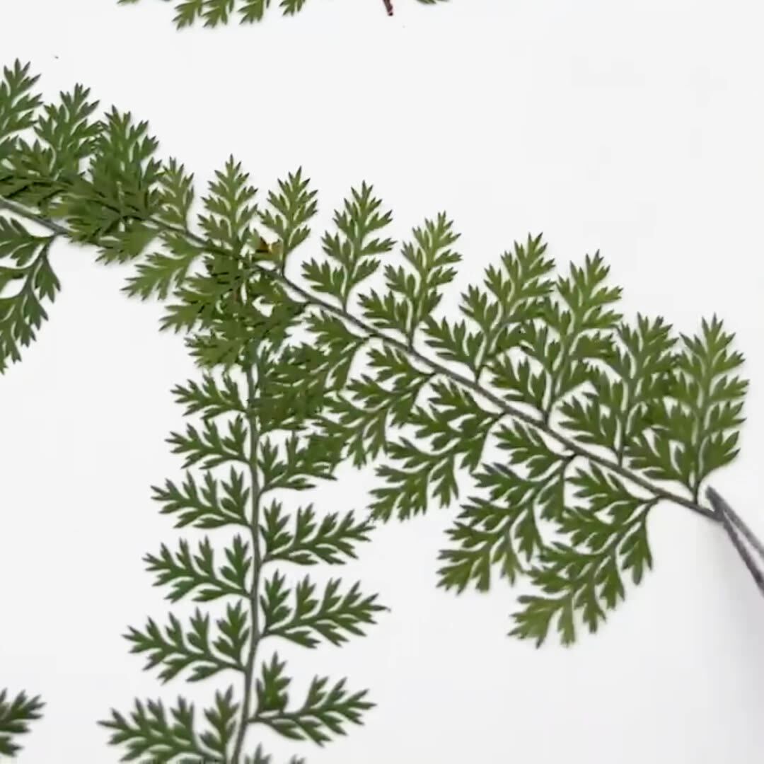 100Pcs Natural Rain Fern Leaf  - Resin Art Baby review and price