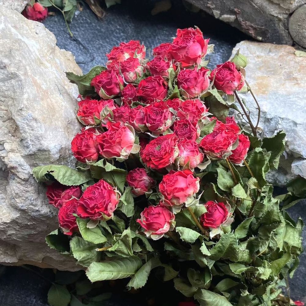 Natural Preserved Dried Rose F - Resin Art Rose review and price