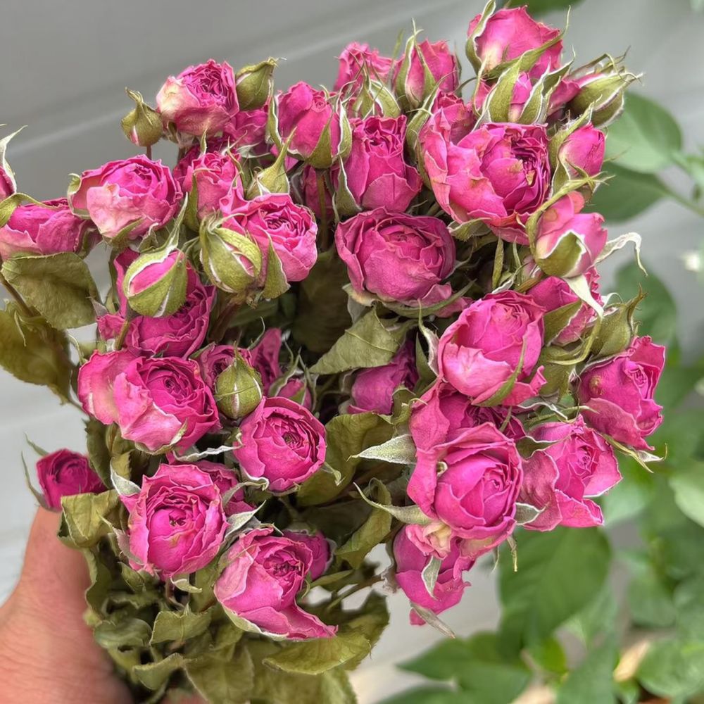 Natural Preserved Dried Rose F - Resin Art Rose review and price