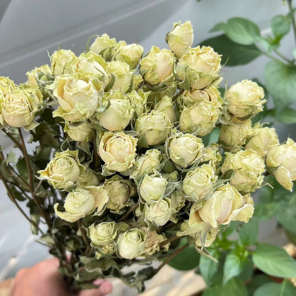 Natural Preserved Dried Rose F - Resin Art Rose review and price
